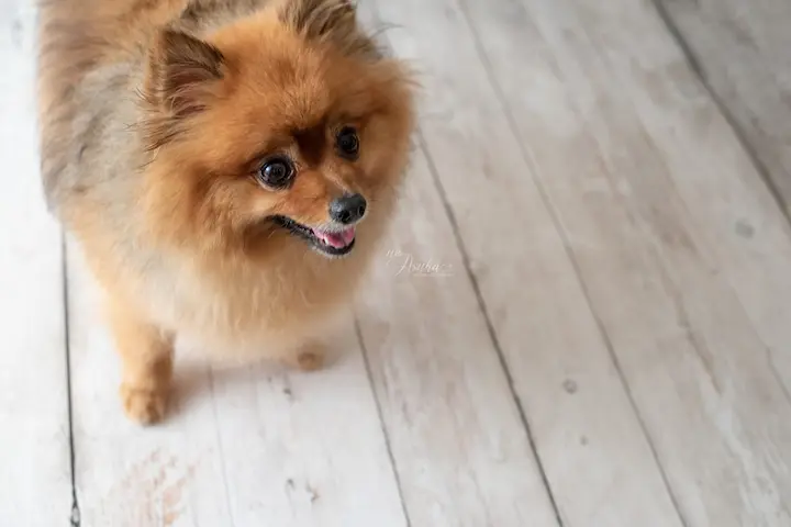 fluffy-pomeranian-wood-floor-portrait