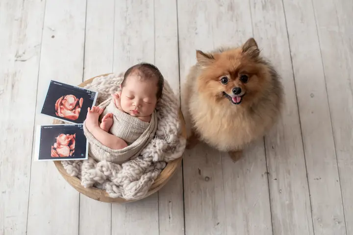 ニューボーンフォト_エコー写真と一緒に並ぶ新生児と犬のツーショット 
